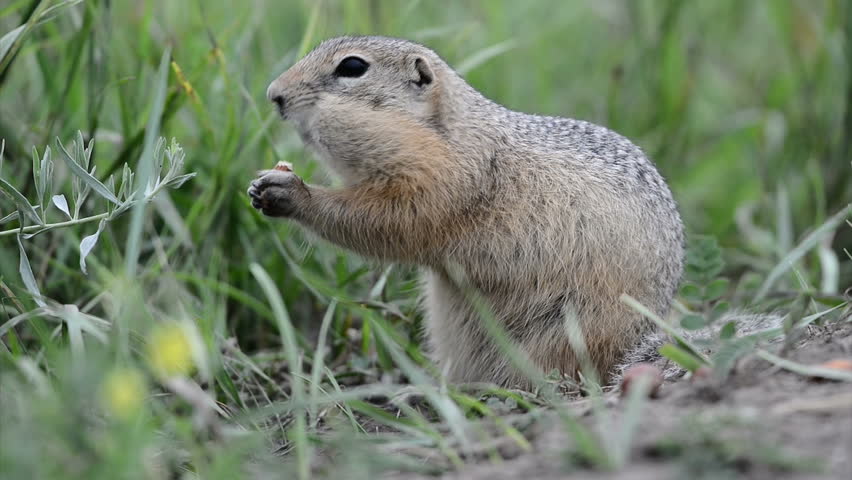 Stock video of eating gopher | 4676702 | Shutterstock