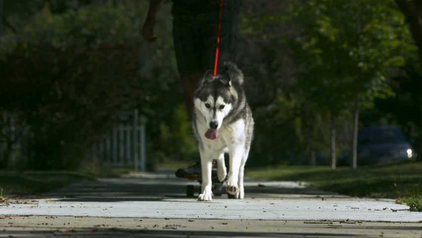 Stock video of dog pulling man on skateboard, slow | 4686752 | Shutterstock