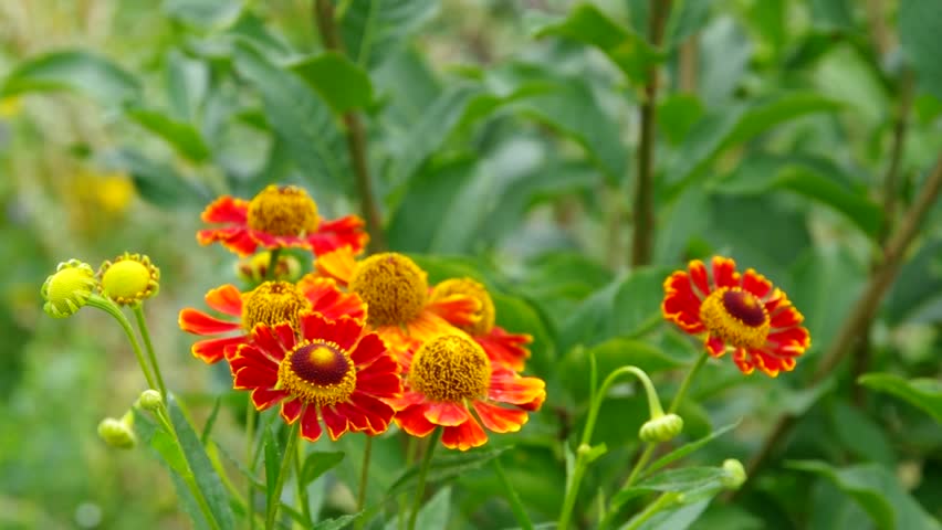 Header of helenium