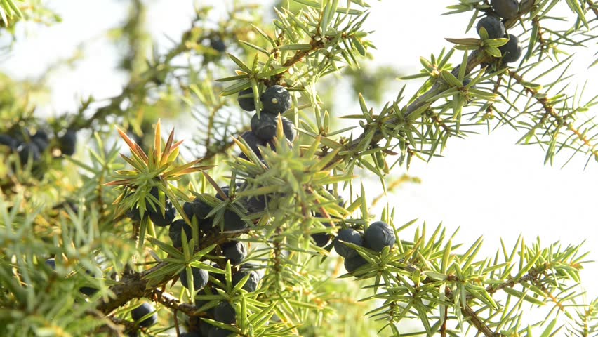 juniper deutsch juniper deutsch