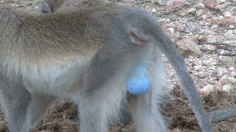 Blue Balls Vervet Monkey Stock Footage Video (100% Royalty-free) 4936112 | Shutterstock