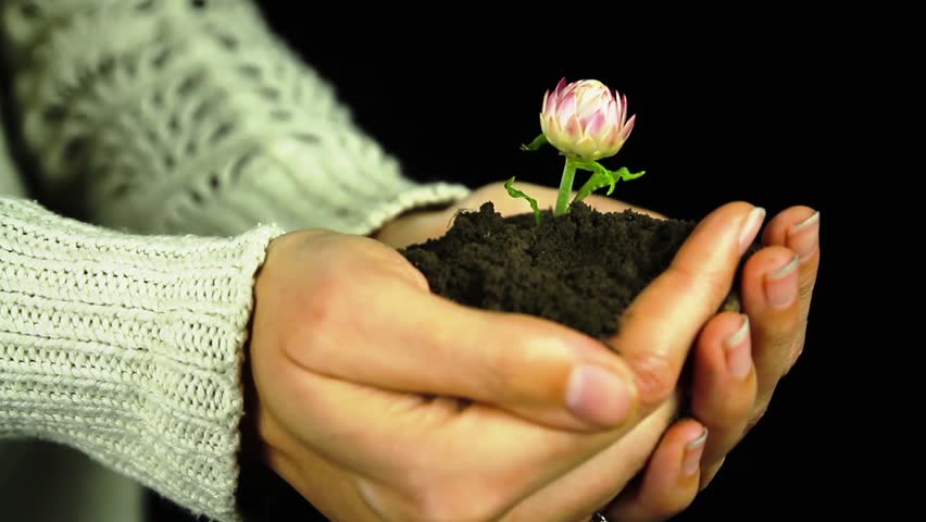 Αποτέλεσμα εικόνας για hands flower