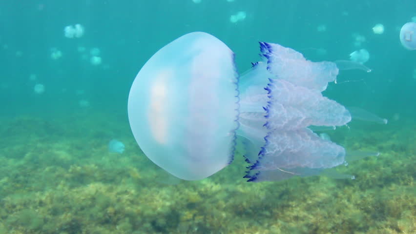 Stock Video Clip of Jellyfish (Rhizostoma pulmo) swimming, macro in the ...