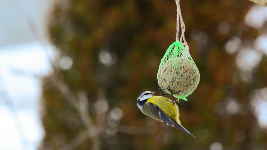 Hd00 19blue Tit Bird Eating From A Fat Ball In Winter Time