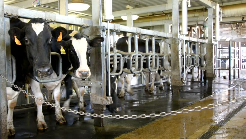 Modern Dairy Farm. Dairy Farm Workers. Milk Production At The Dairy ...