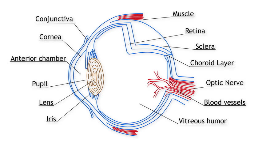 4k Human Eye Structure Animation Stock Footage Video (100% ... eye diagram color 