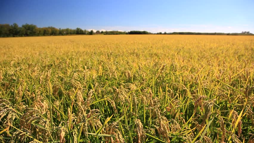 Rice Field Stock Video Footage - 4K and HD Video Clips | Shutterstock