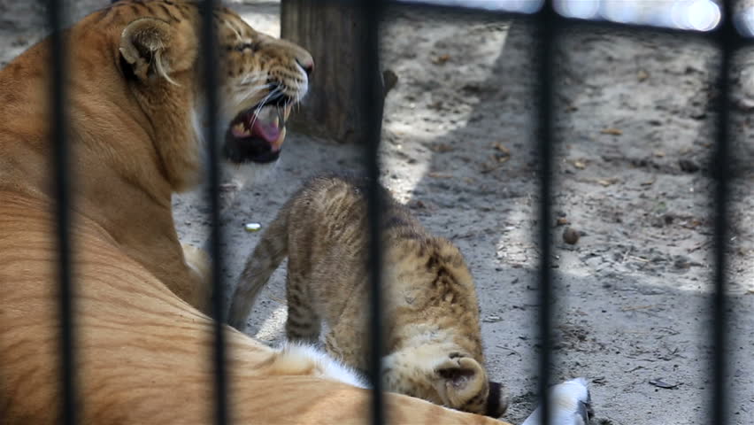 Header of liger
