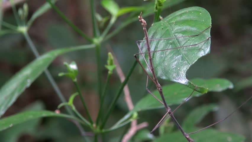 Stick Insect (Phasmida Or Phasmatoptera). Taken In Thailand. 1/3 Phylum ...