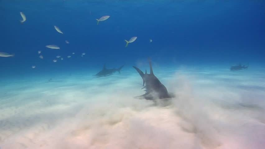 Great Hammerhead Sharks Swimming Across Stock Footage Video (100%