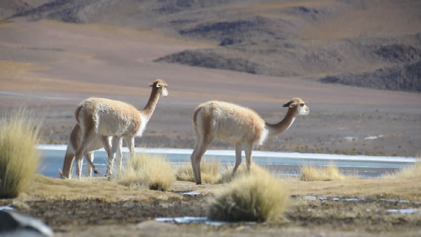 Header of vicuna