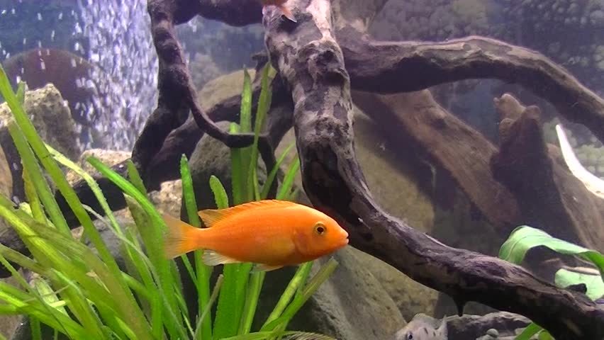 Red Chromis and Other Cichlid Stock Footage Video (100% Royalty-free