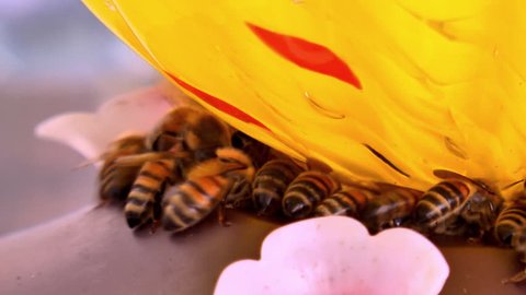 Nectar And Pollen Feeder Stock Video Footage 4k And Hd Video
