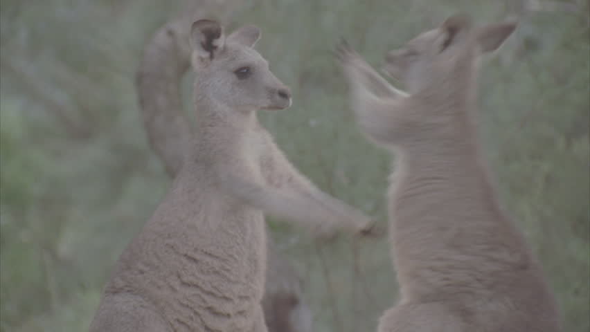 Kangaroo Pair Fighting Front Paws Stock Footage 100 Royalty Kangaroo Pair Fighting Front Paws Moving Around Frame