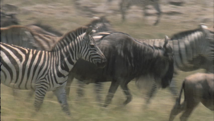 Large Herd Of Wildebeest And Zebra On The Move. Running. Stock Footage ...