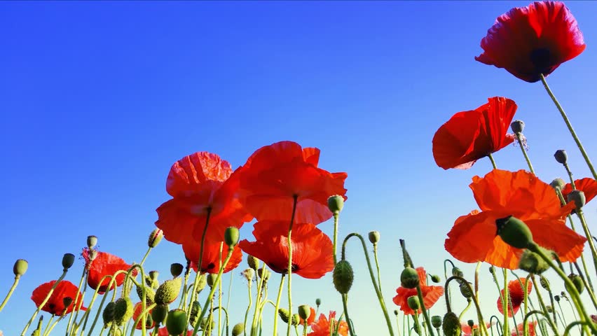 Stock Video Clip of Poppy flower field and blue sky nature | Shutterstock