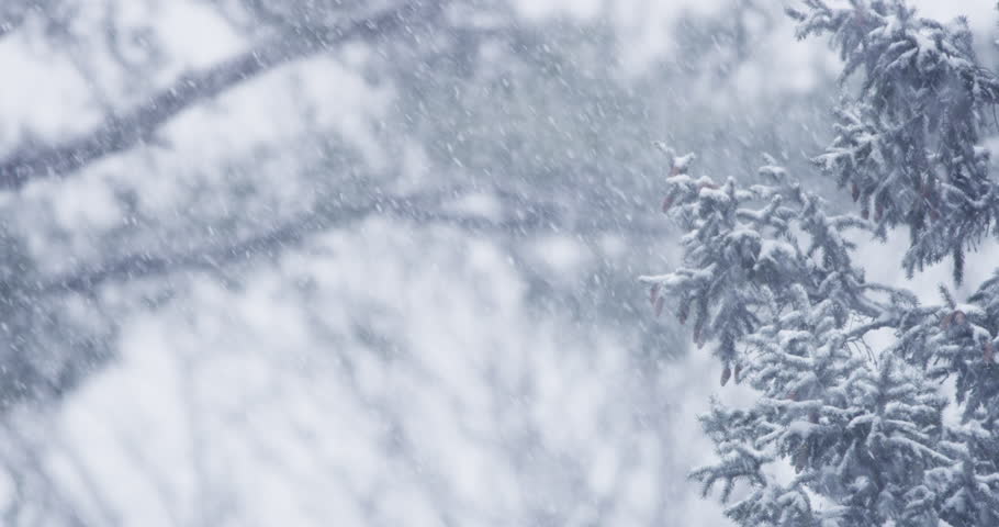 Heavy Snow Falling With An Evergreen Tree In Frame Stock Footage Video ...