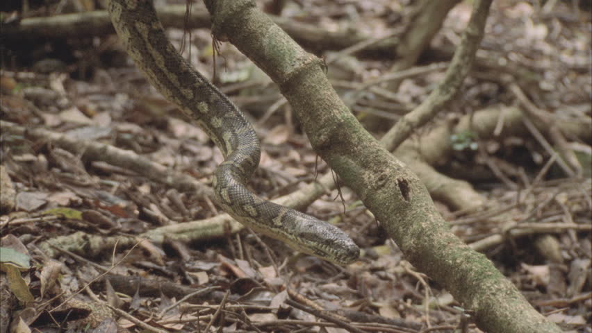 Python Crawling On Branch and Stock Footage Video (100% Royalty-free ...