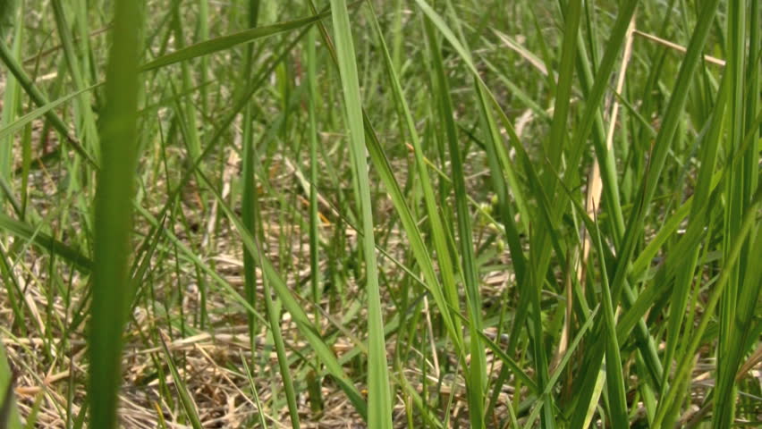 A Sugar Cane Crop In Field Ready For Harvest Stock Footage Video