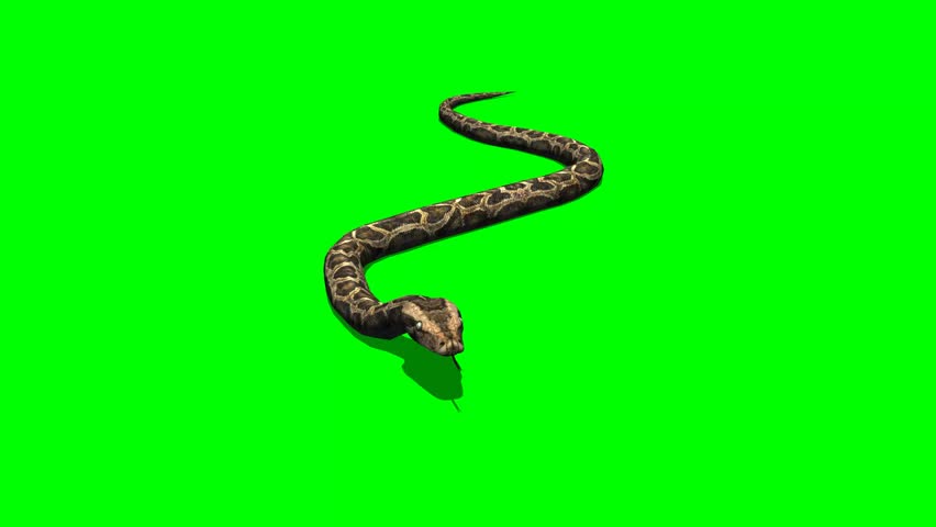 screen snake