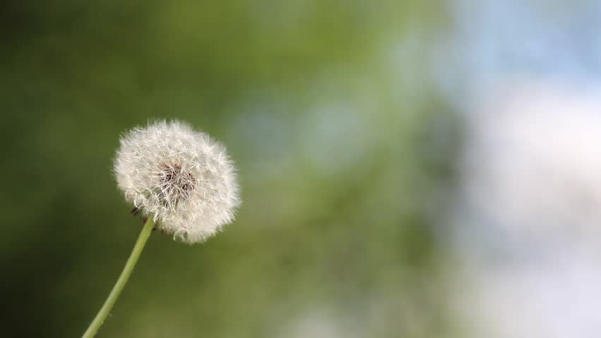 Header of shivery