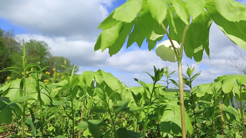 Header of mayapple