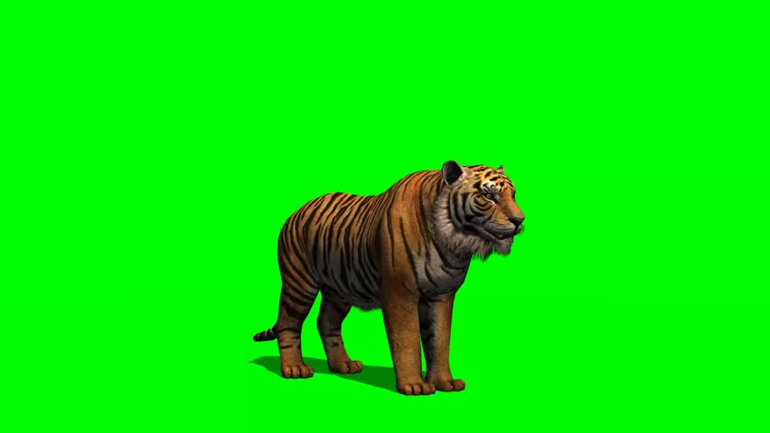 Tiger Eats - Green Screen Stock Footage Video (100% Royalty-free