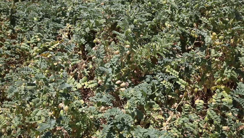 Field beans. Chickpeas field.