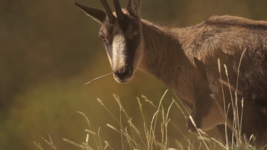 Header of chamois
