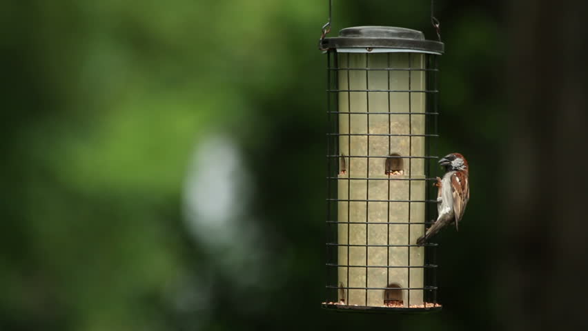 Male And Female House Sparrows Stock Footage Video 100 Royalty