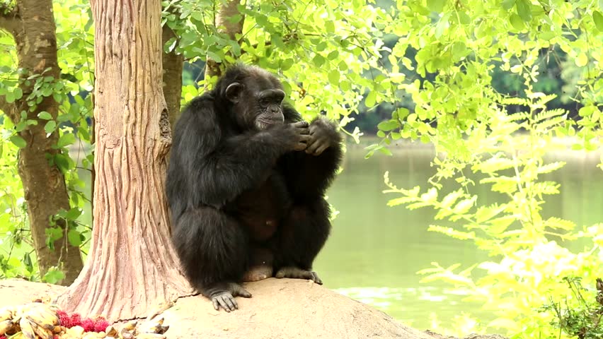 chimpanzee face eat chimpanzee face eat