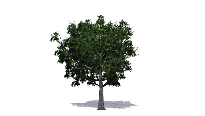 Tree On White. Loop Stock Footage Video 1296175 | Shutterstock