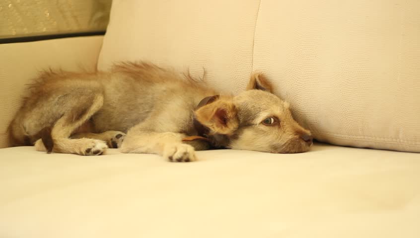 Dog In The Apartment Stock Footage Video 100 Royalty Free Dog In The Apartment