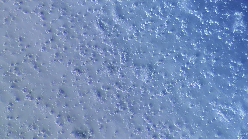 Header of coccus