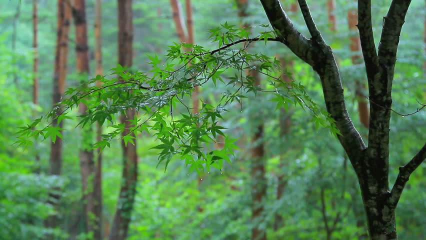 the forest background