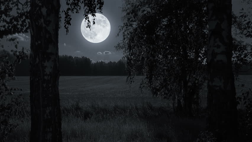 dark woods moon