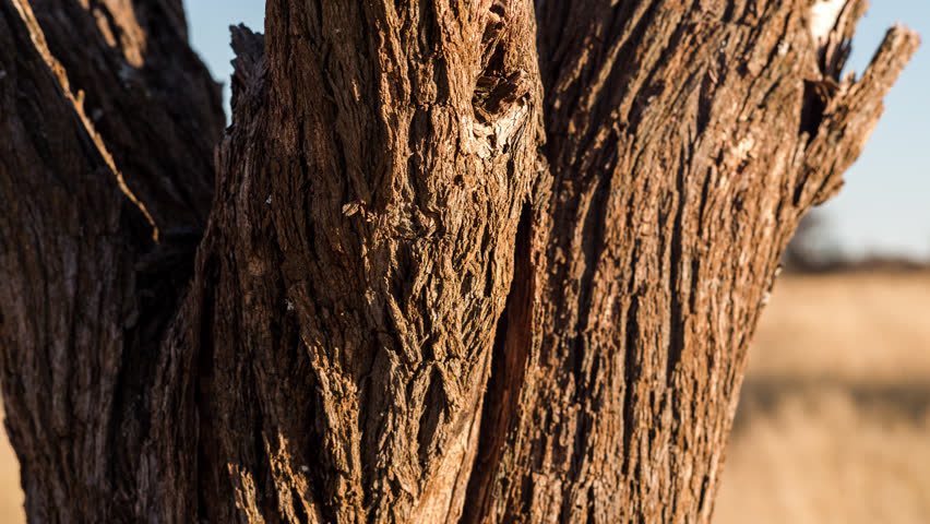 A Close Up Static Timelapse Of The Bark Of An Acacia Tree At Sunset In The South African Savanna 