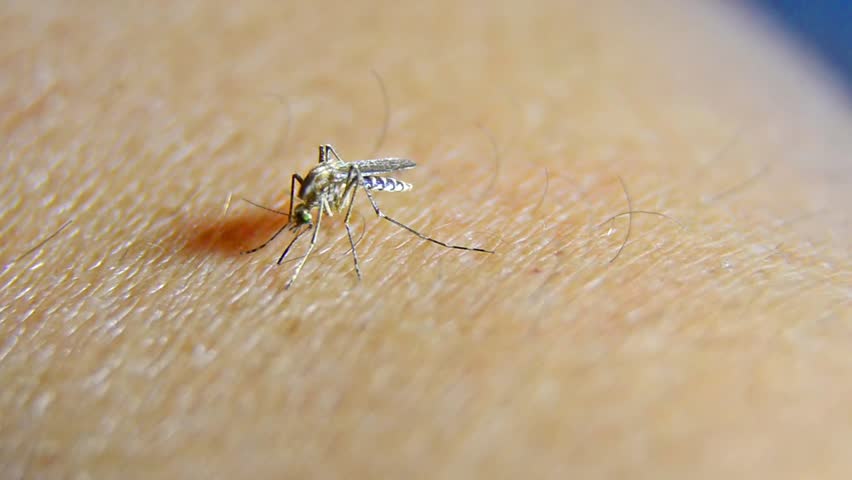 Anopheles Mosquito Feeding On Human While Discharging Blood Plasma ...