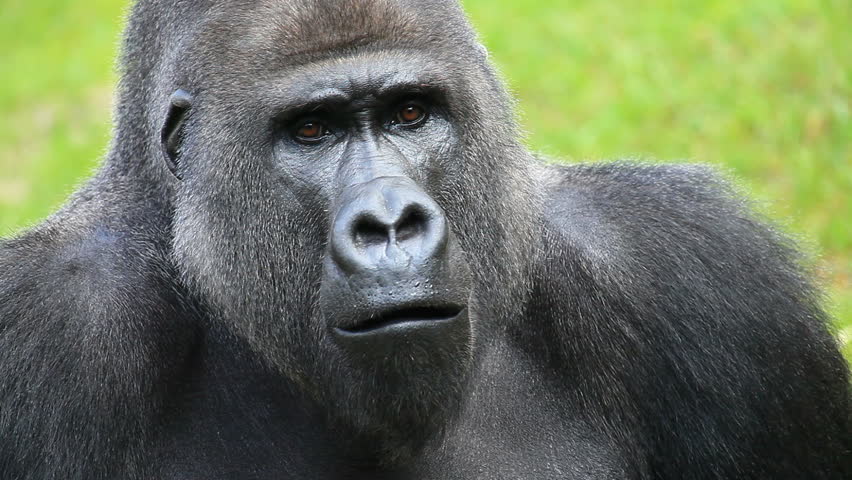 Closeup Portrait Of A Gorilla Male, Severe Silverback, Watching His ...