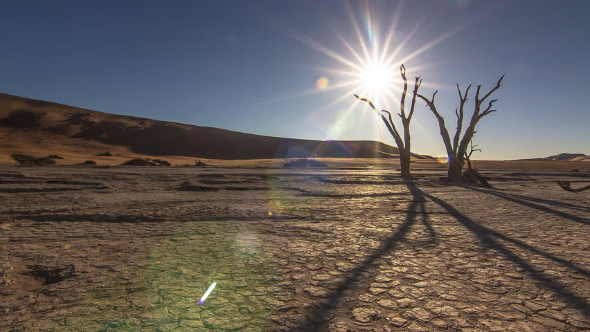 Image result for global warming dead tree