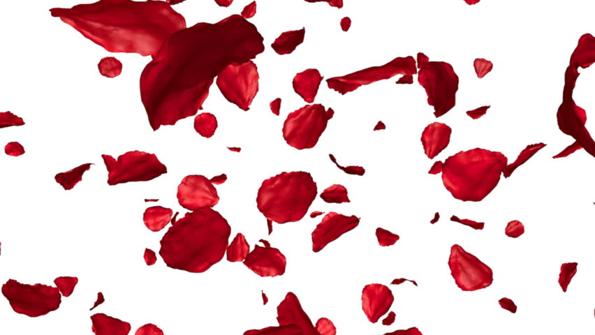 Rose Petals Falling In Slow Motion Stock Footage Video 2347895 ...