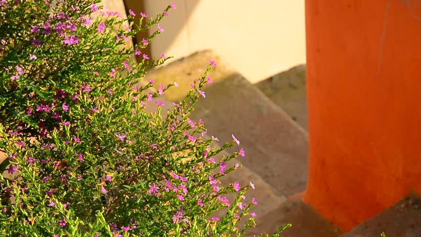 Header of Cuphea