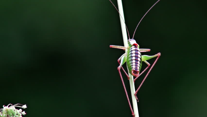 Header of Tettigonia