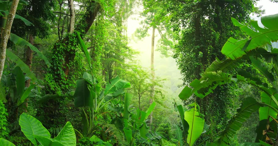 Evergreen Tropical Rain Forest Nature Background. Jungle Landscape 