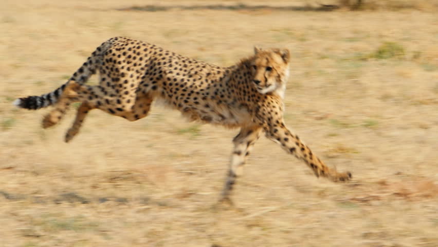 Male Cheetah Showing His Testicles. Stock Footage Video 9634703 ...