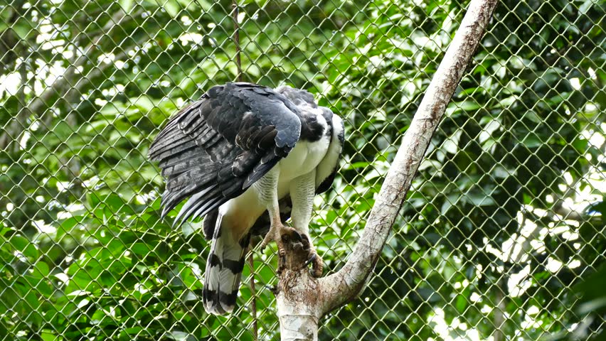 Harpy Eagle Stock Video Footage - 4K and HD Video Clips | Shutterstock