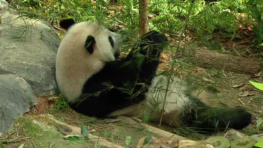 Panda Bear Sleeping on a rock image - Free stock photo - Public Domain ...