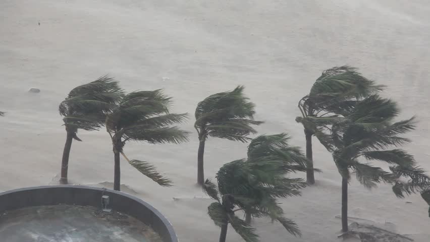 Palm Trees Blowing In The Wind Before A Tropical Storm Or Hurricane ...