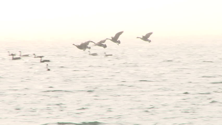 Group of Geese landing image - Free stock photo - Public Domain photo ...