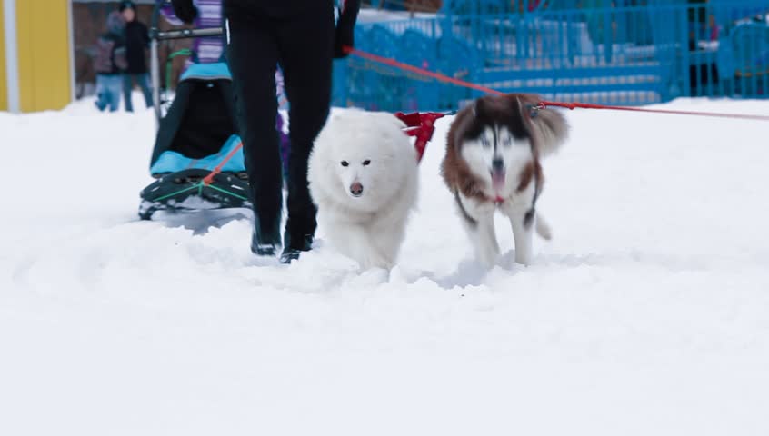 Three Dogs Husky Samoyed And Stockvideos Filmmaterial 100